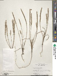 Plantago aristata image