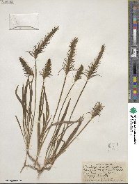 Plantago aristata image