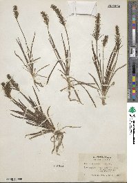 Plantago aristata image