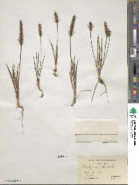 Plantago aristata image