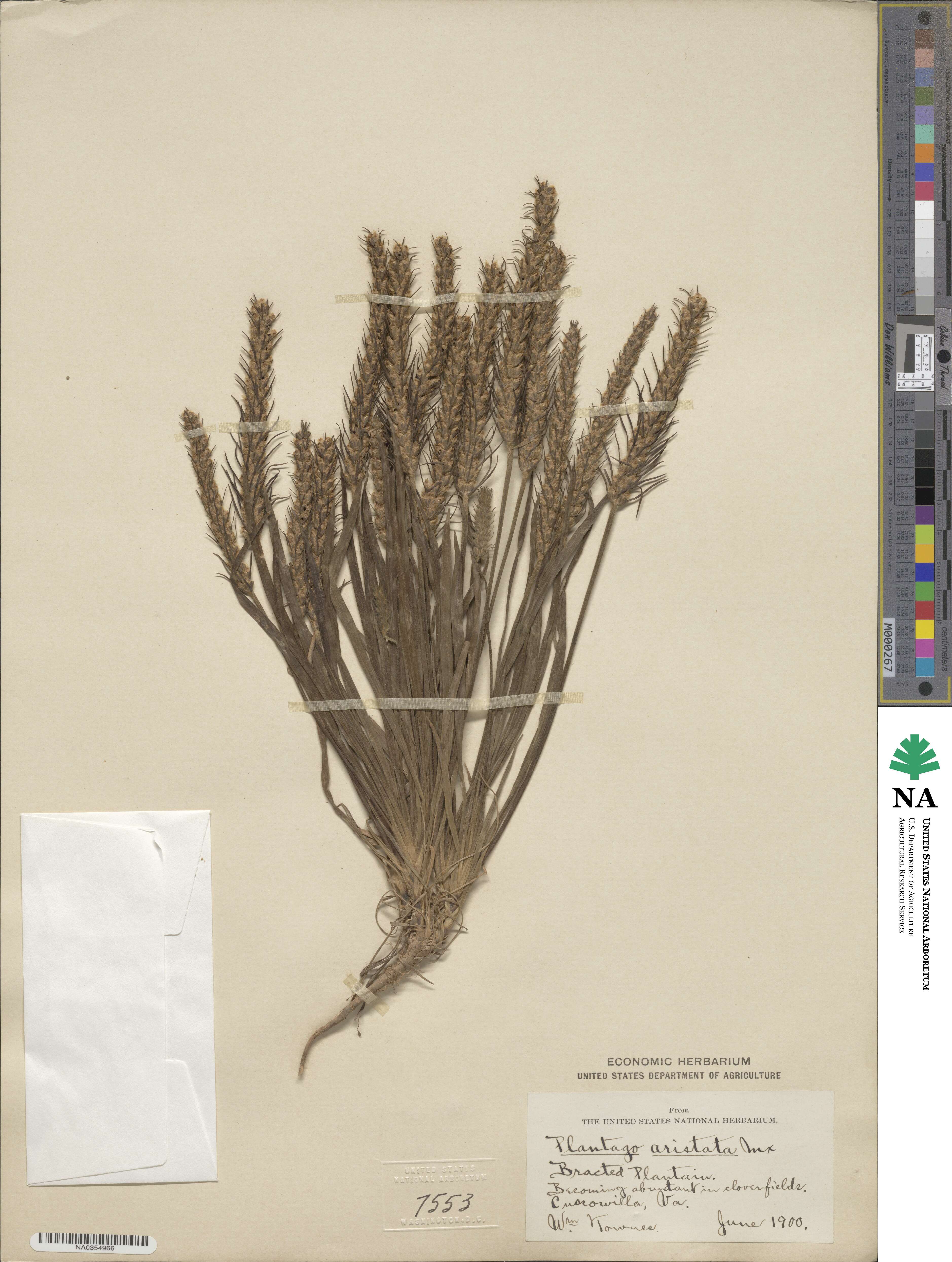 Plantago aristata image