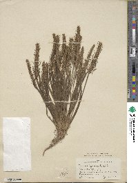 Plantago aristata image