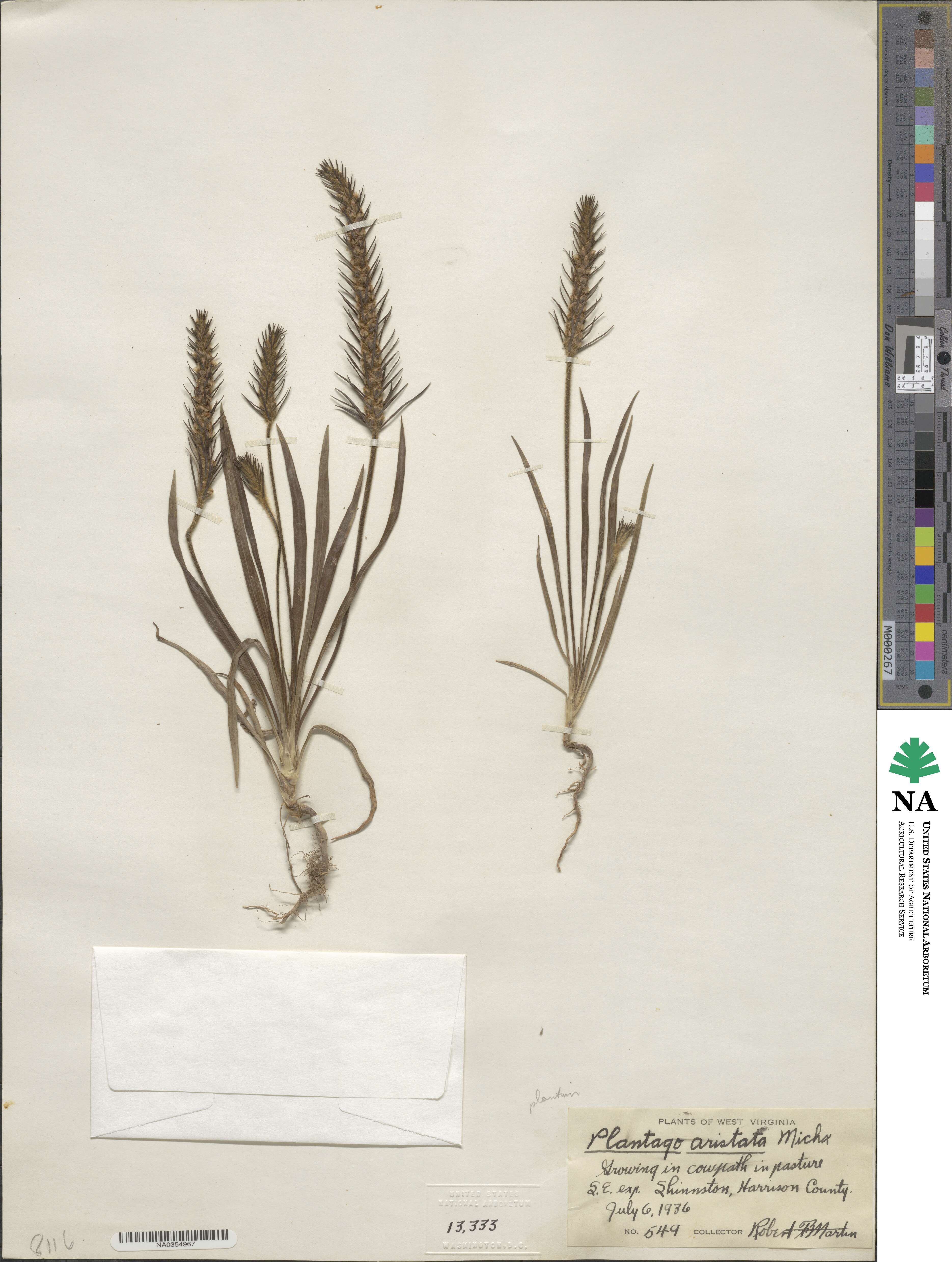 Plantago aristata image