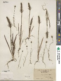 Plantago aristata image