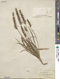 Plantago aristata image