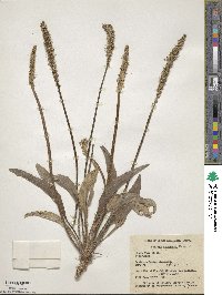 Image of Plantago canescens