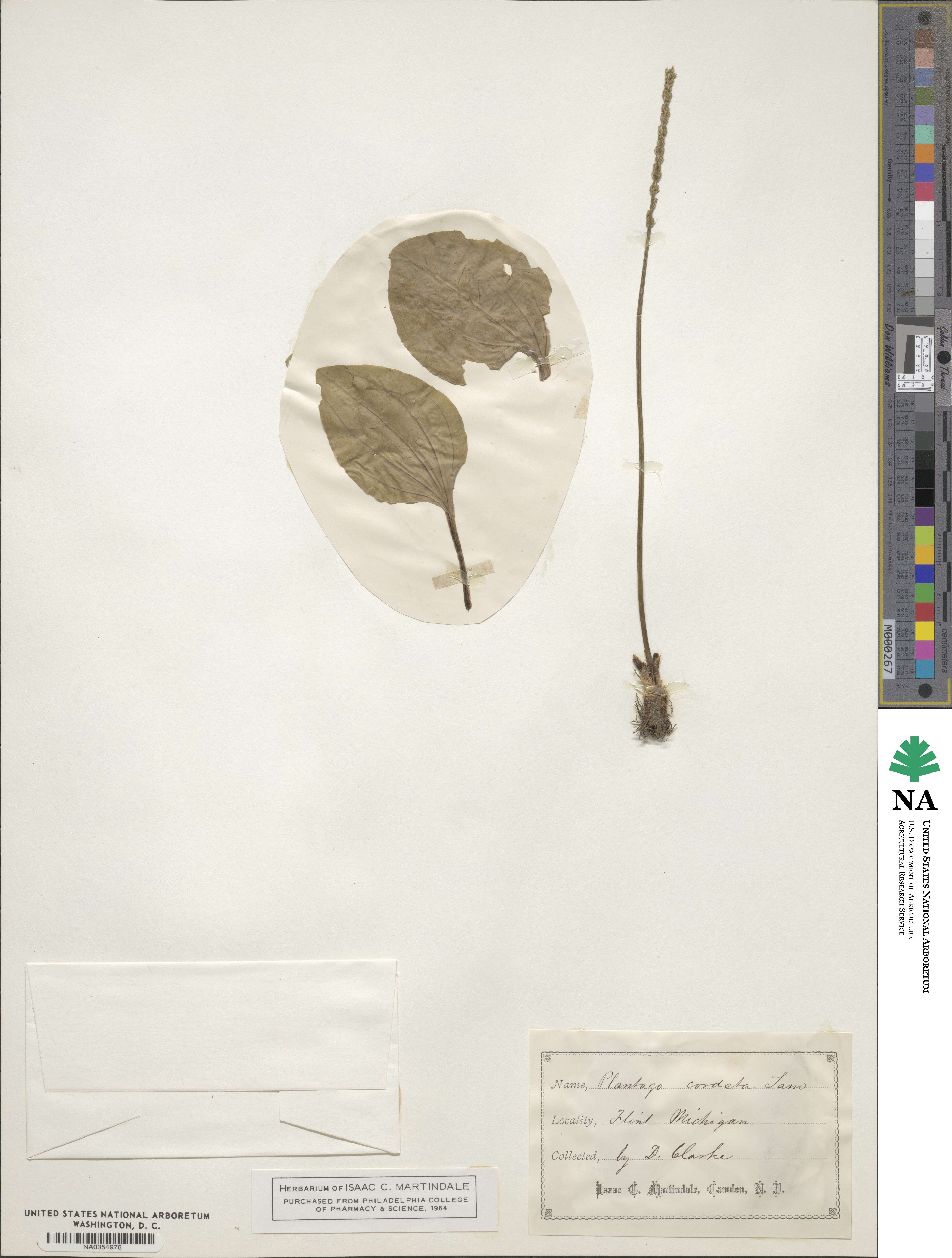 Plantago cordata image