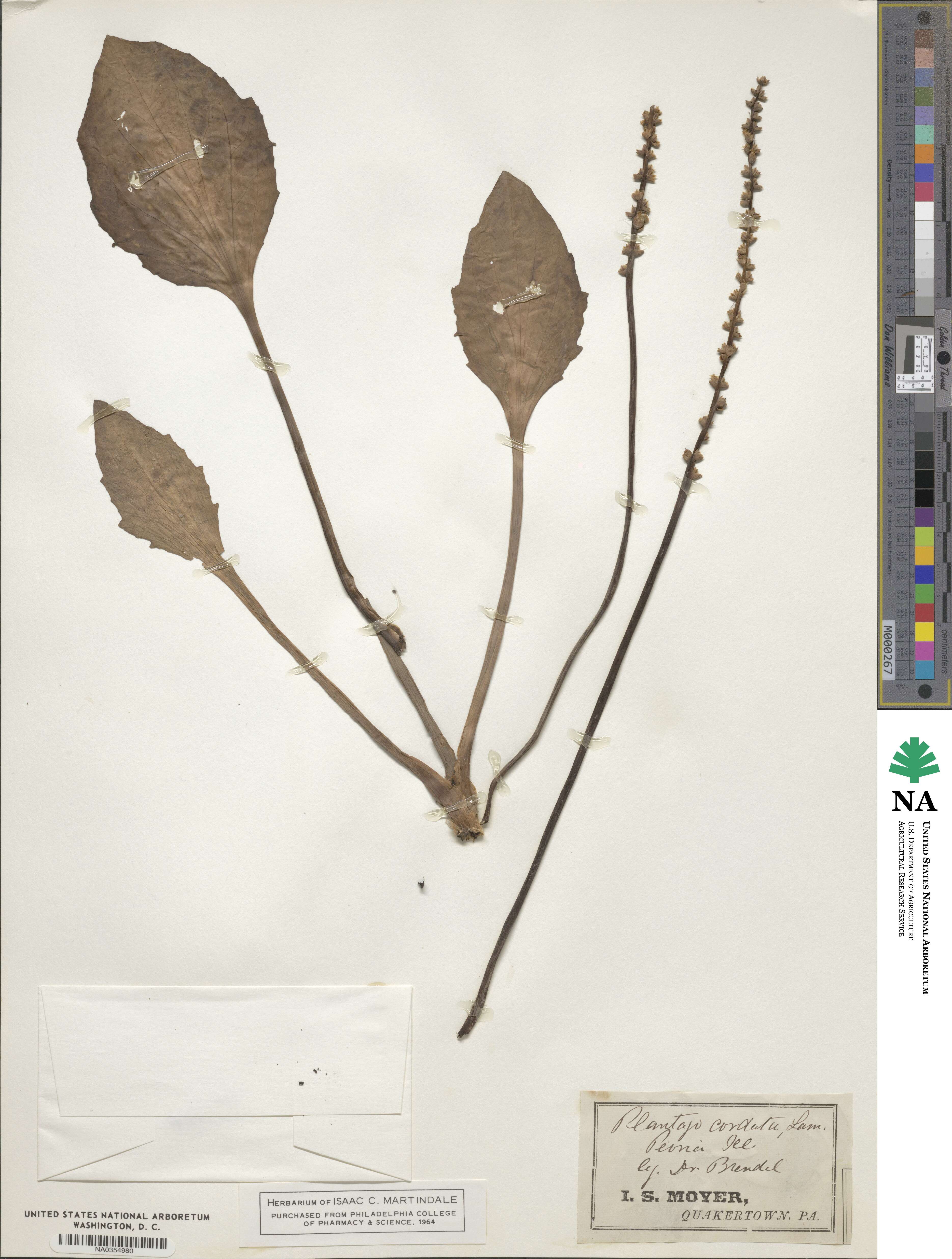 Plantago cordata image