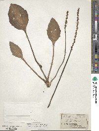 Plantago cordata image