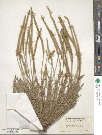 Plantago coronopus image