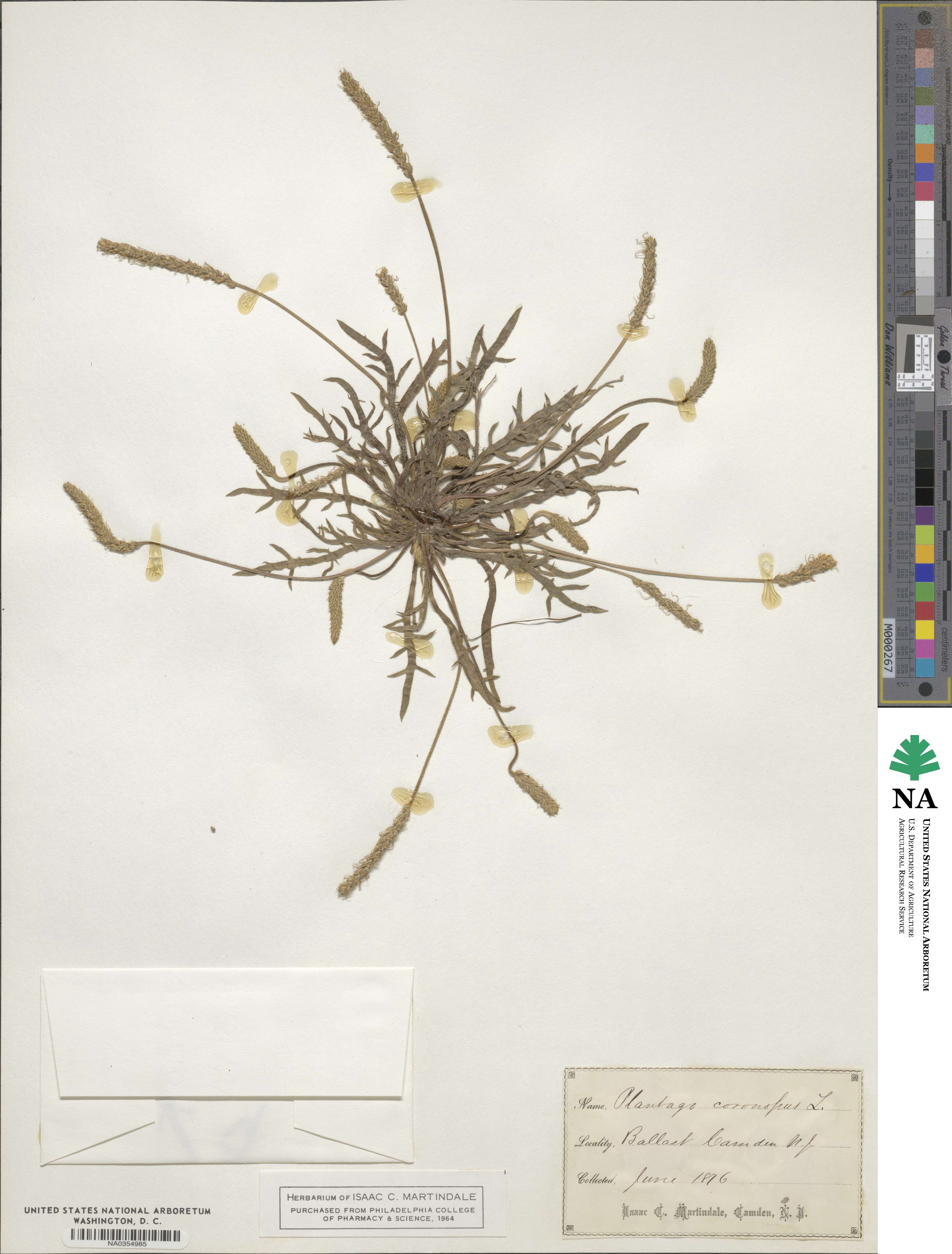 Plantago coronopus image