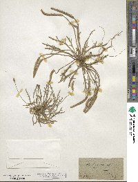 Plantago coronopus image