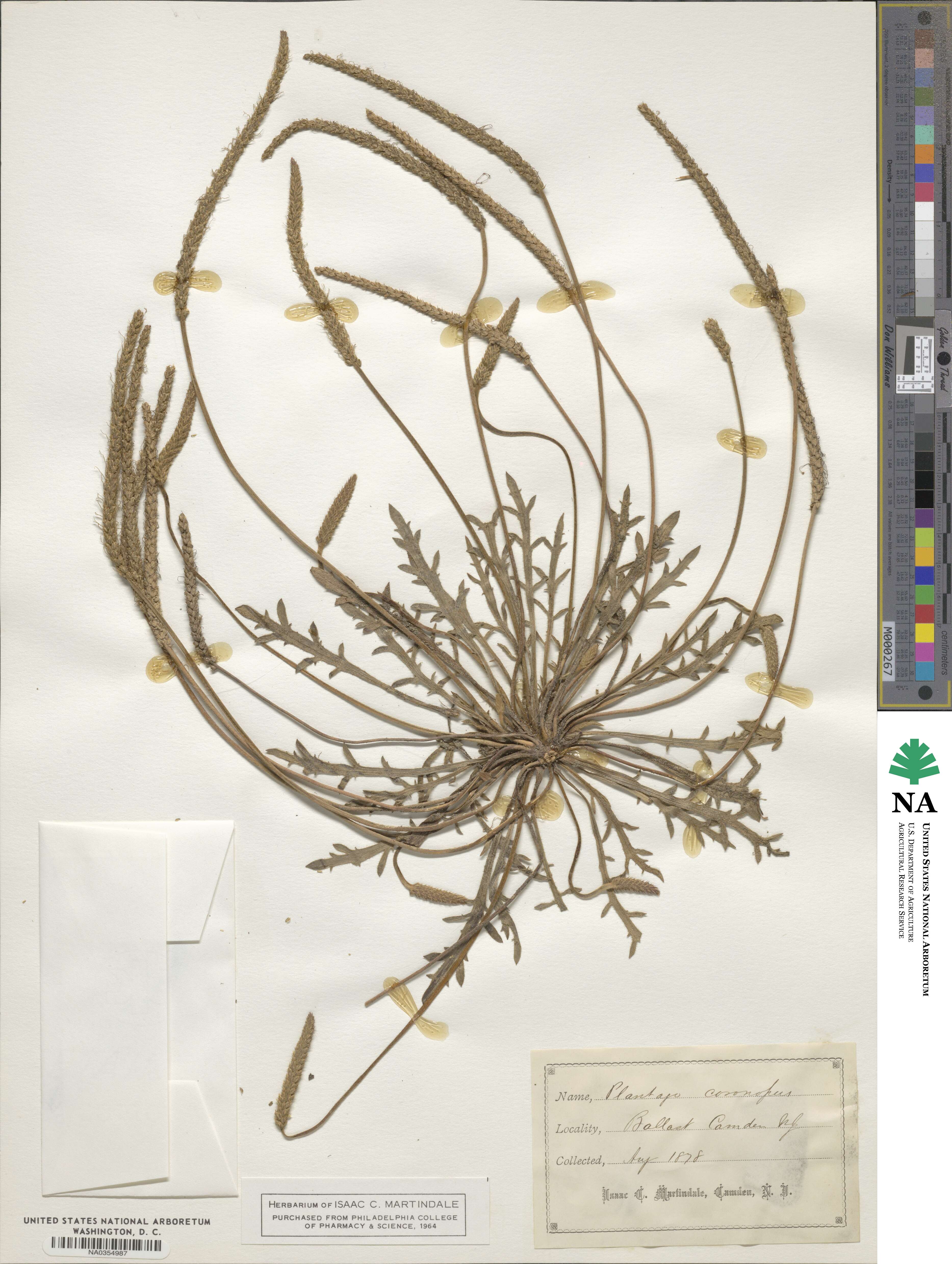 Plantago image