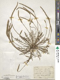 Plantago coronopus image