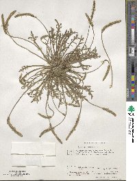 Plantago coronopus image