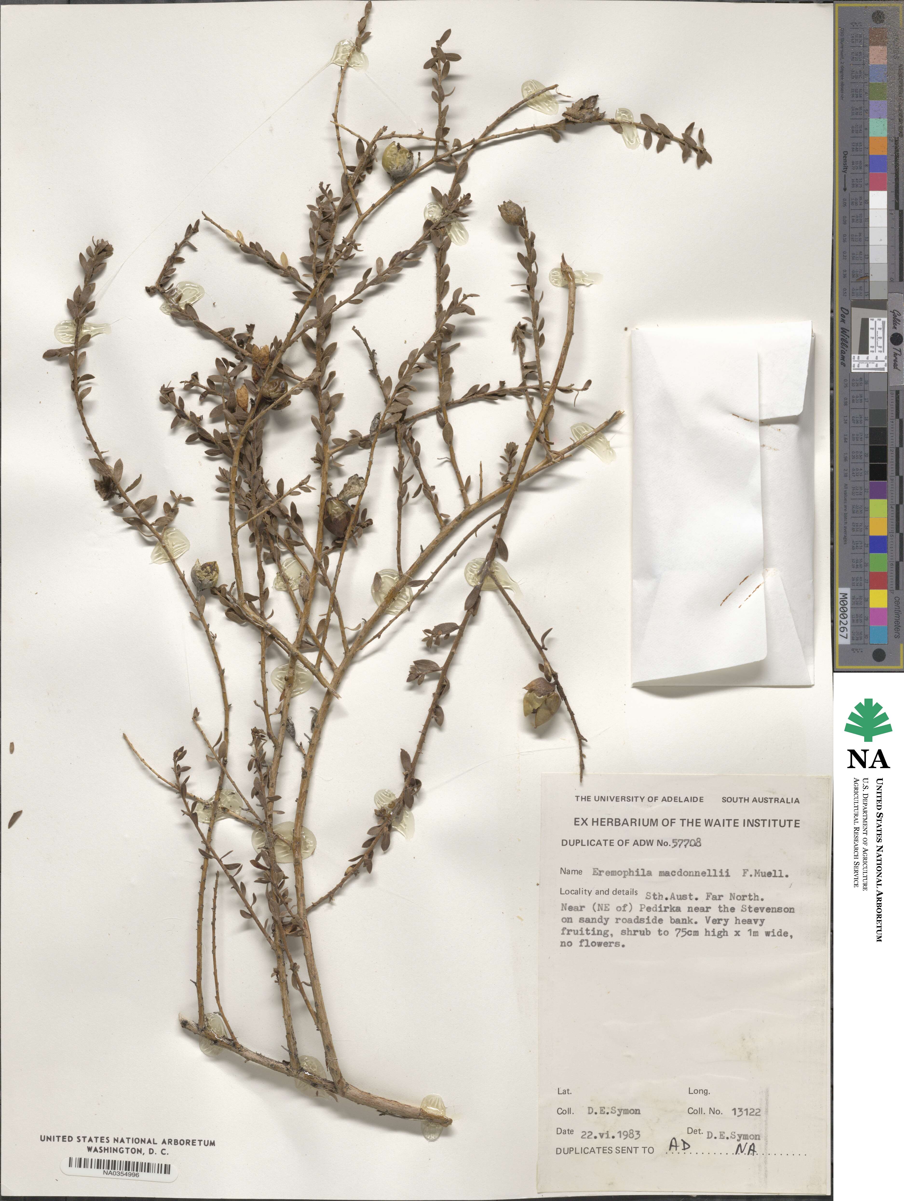 Eremophila macdonnellii image