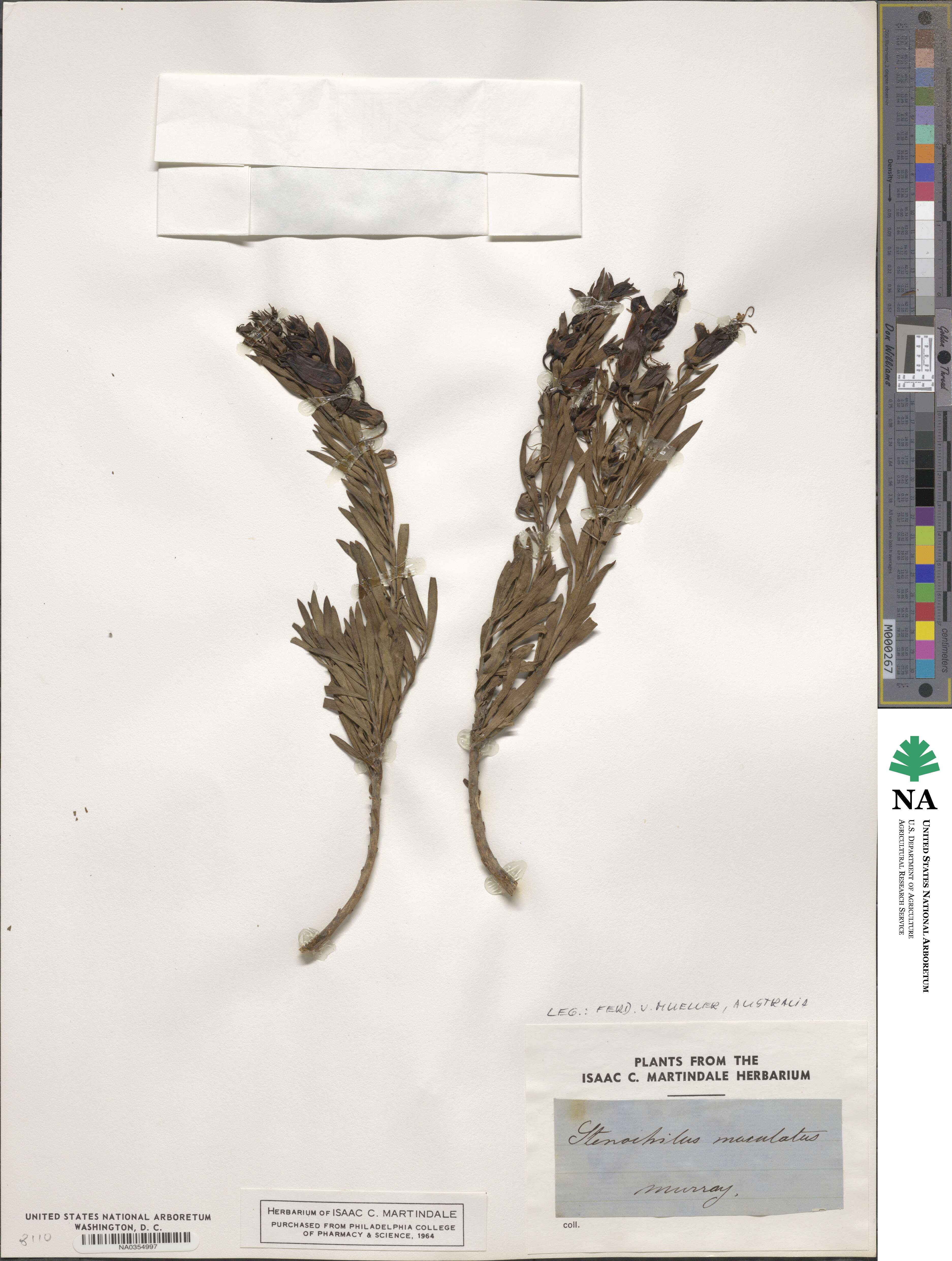 Eremophila maculata image