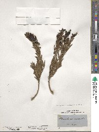 Eremophila maculata image