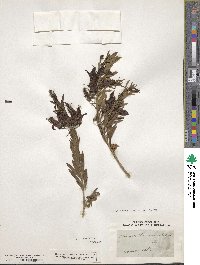 Eremophila maculata image