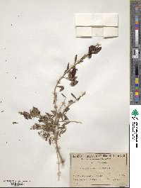 Eremophila maculata image