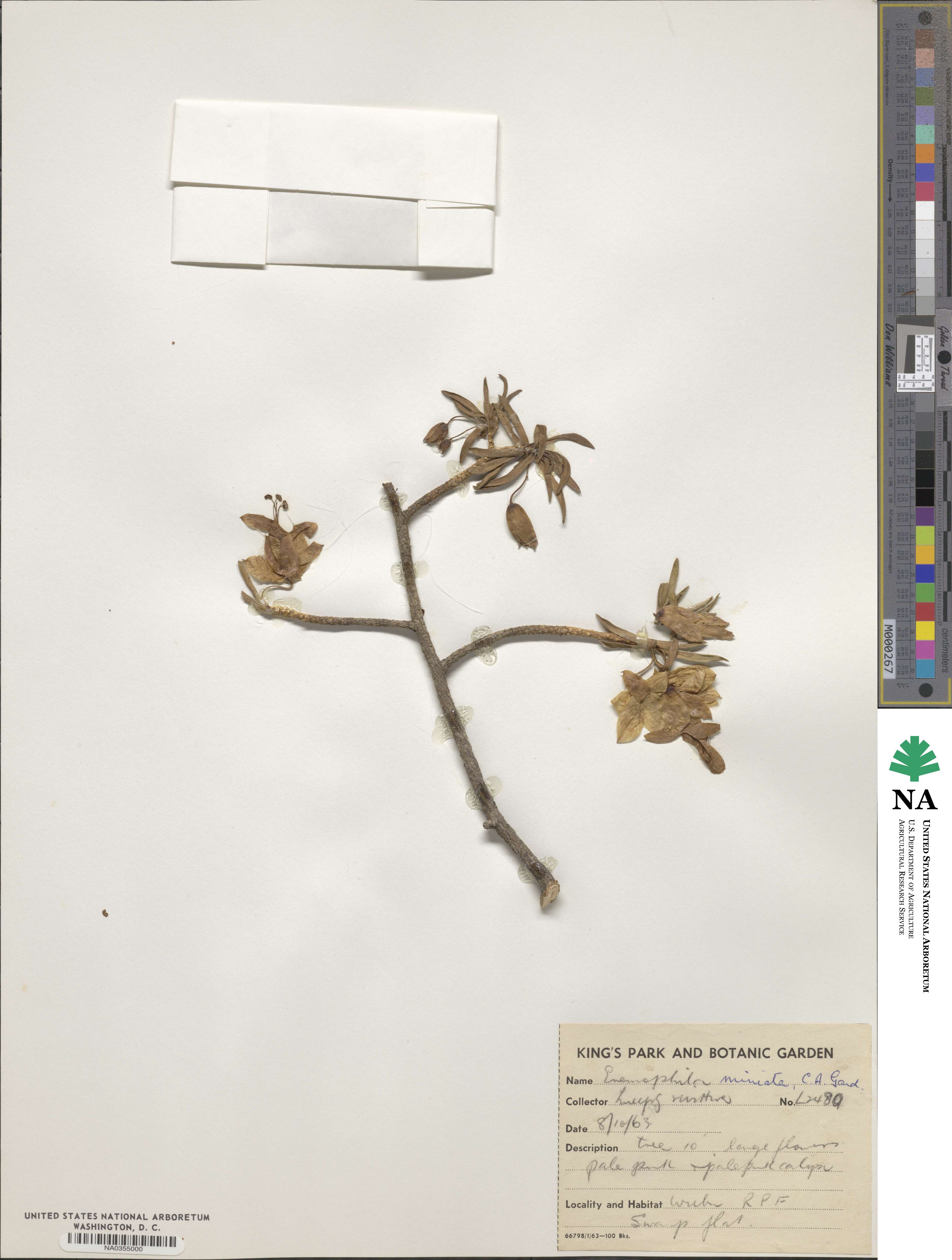 Eremophila miniata image