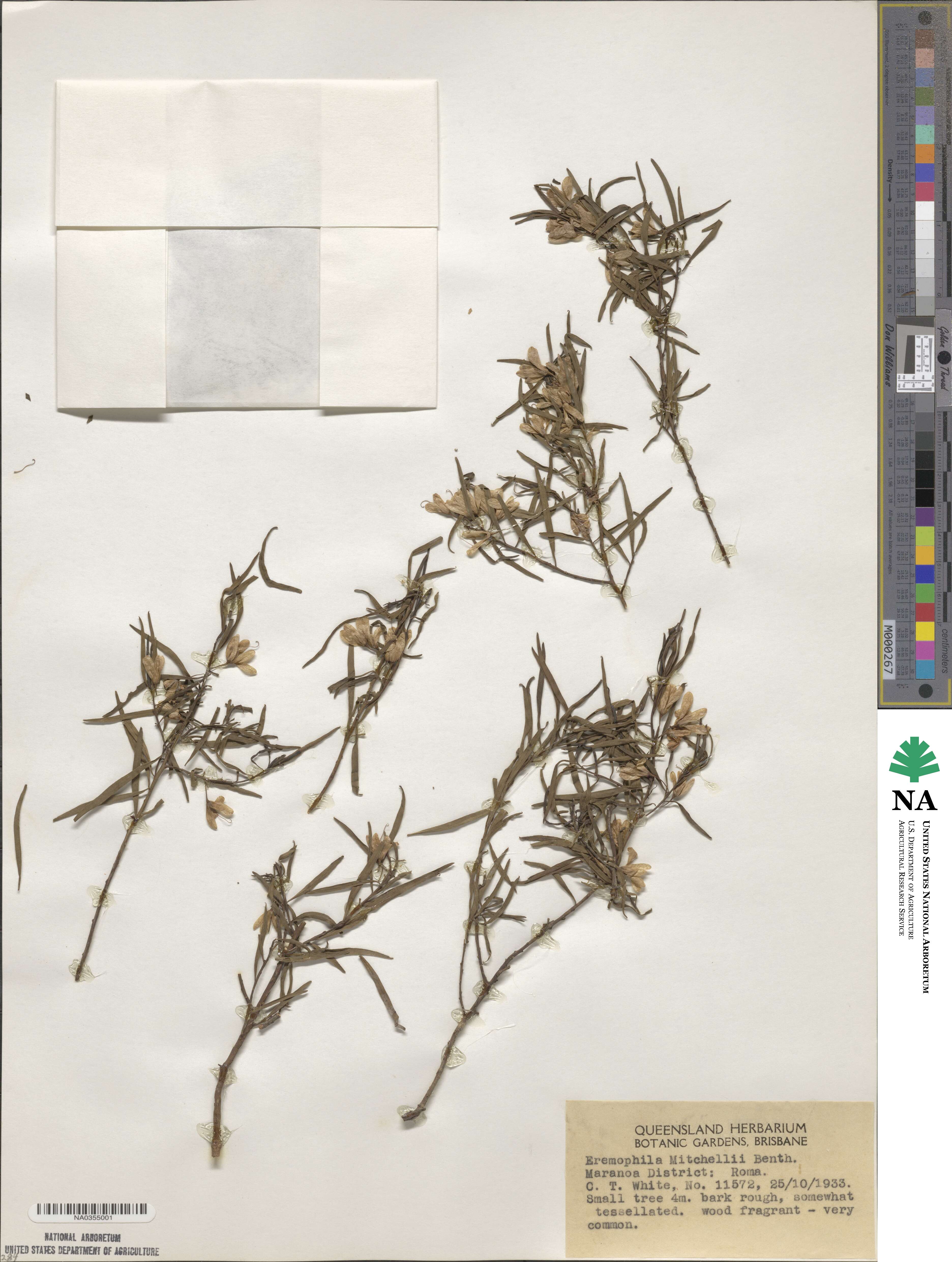 Eremophila mitchellii image