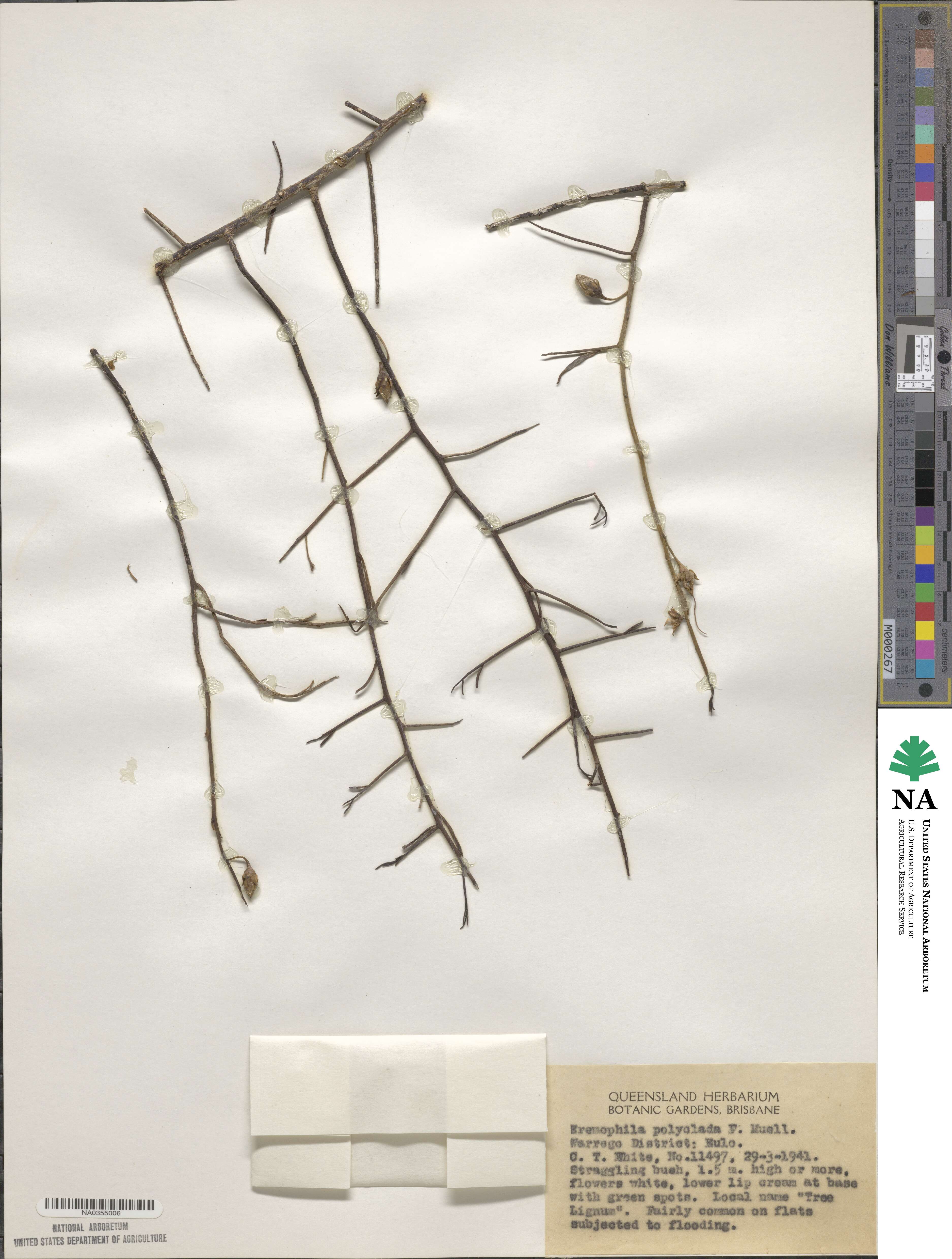 Eremophila polyclada image