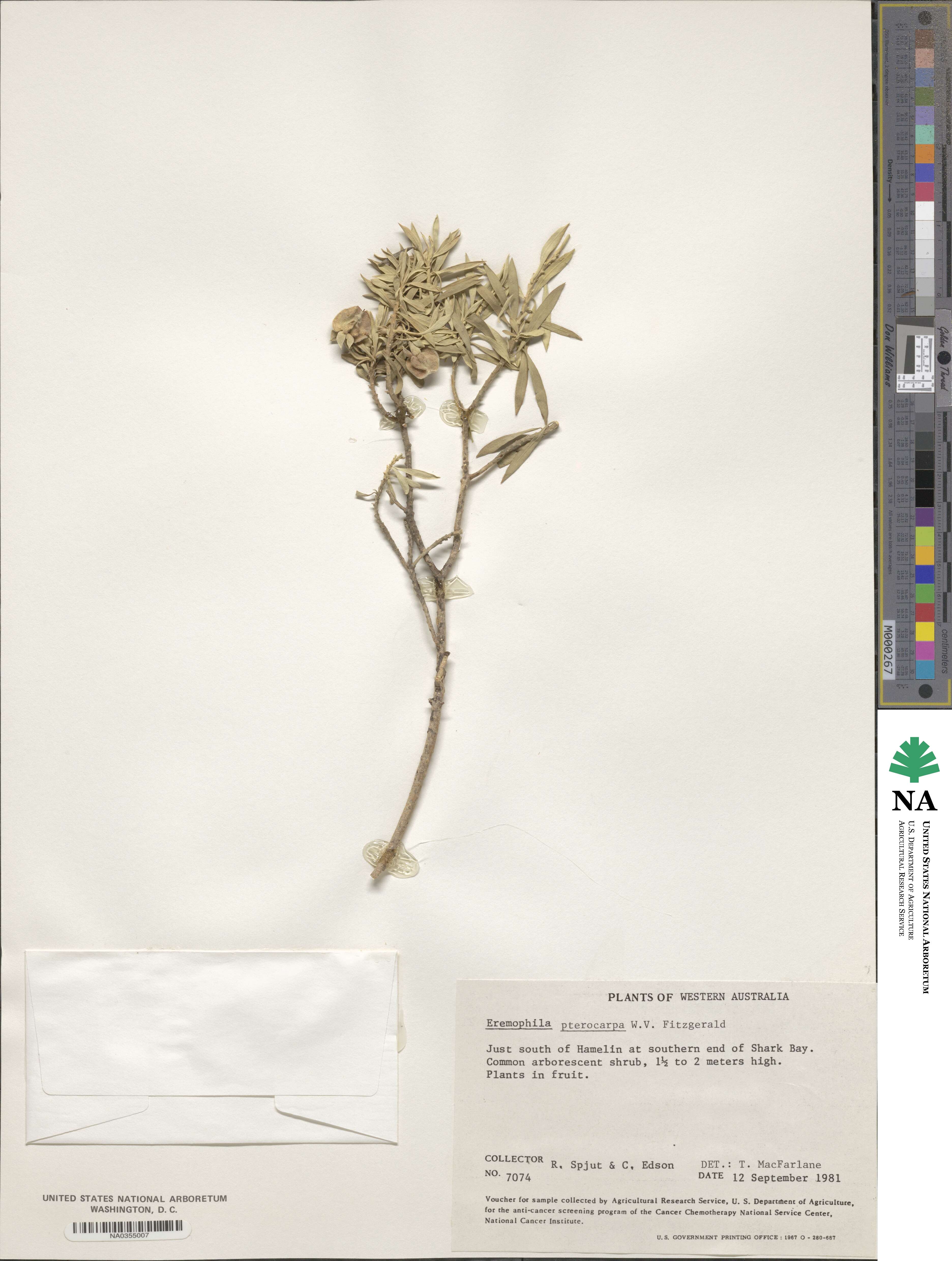 Eremophila pterocarpa image