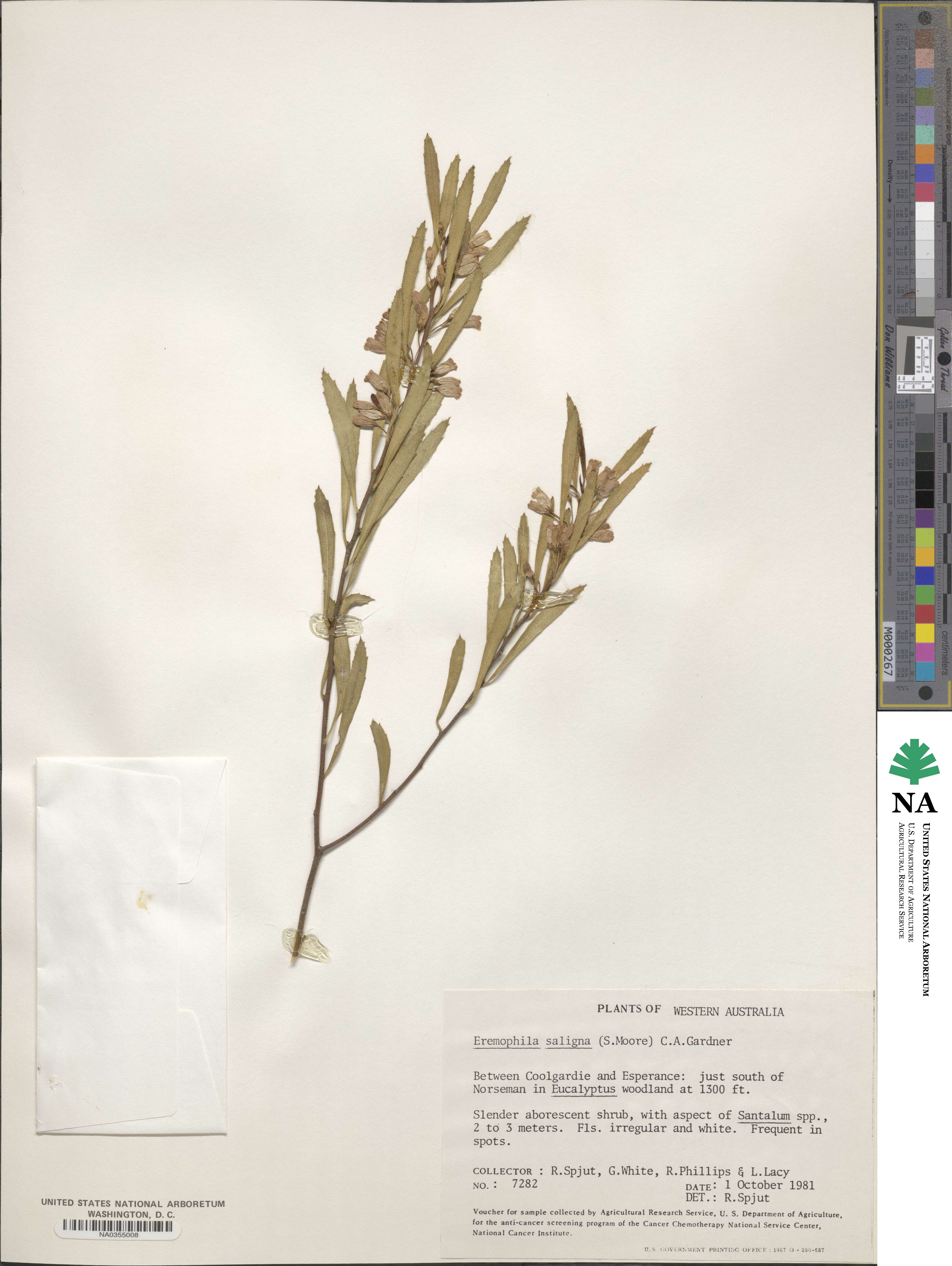 Eremophila saligna image