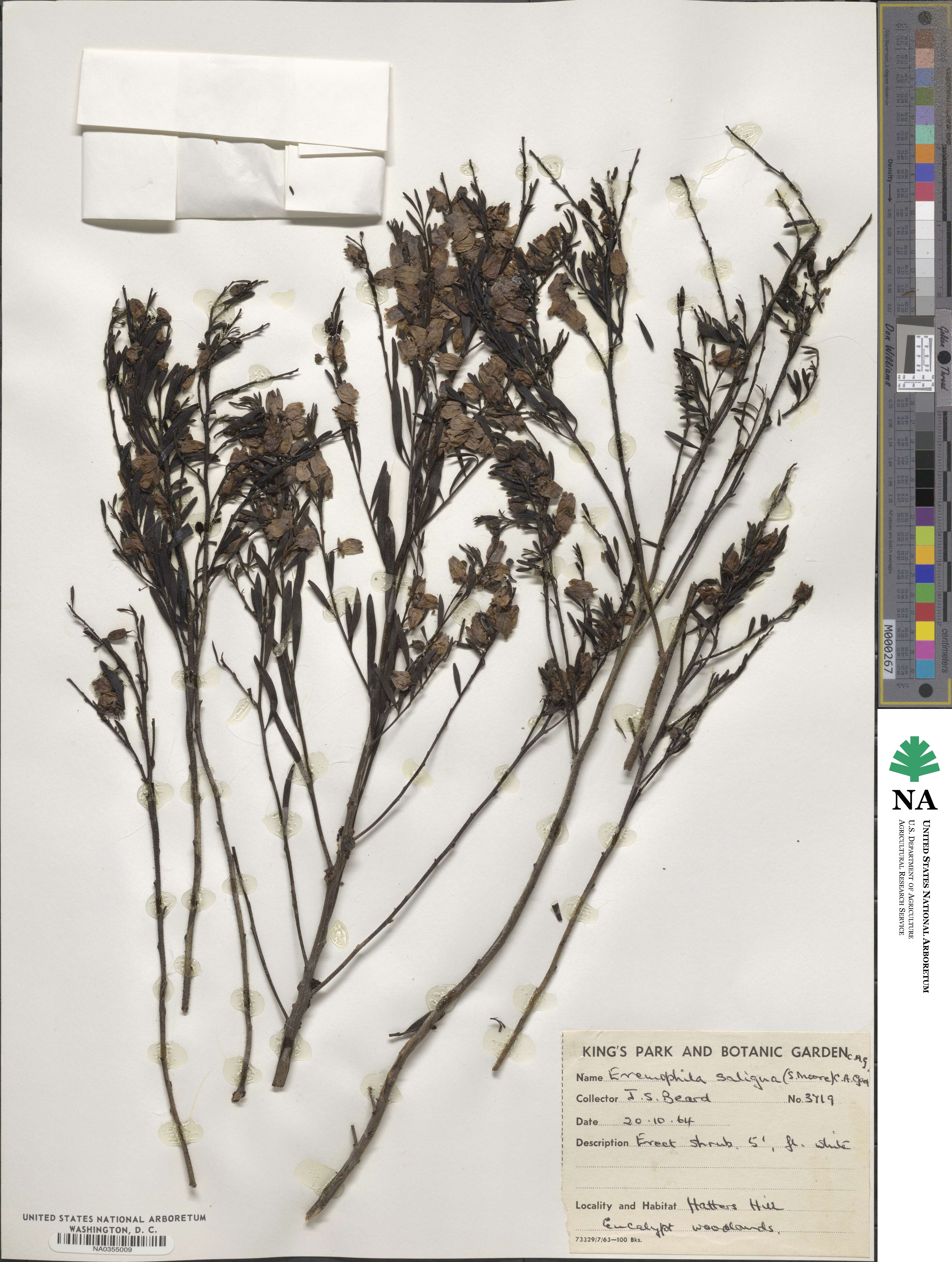 Eremophila saligna image