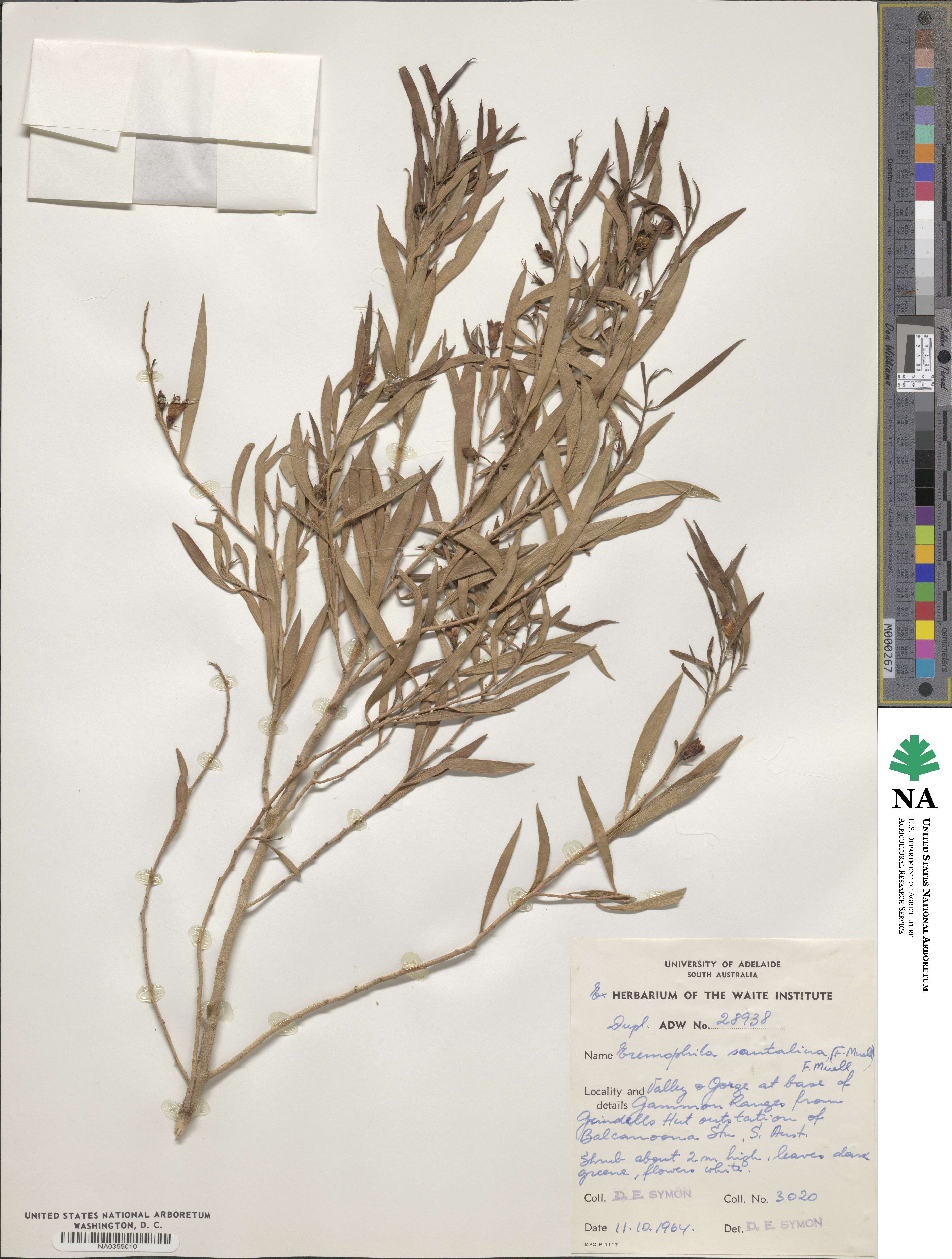 Eremophila santalina image
