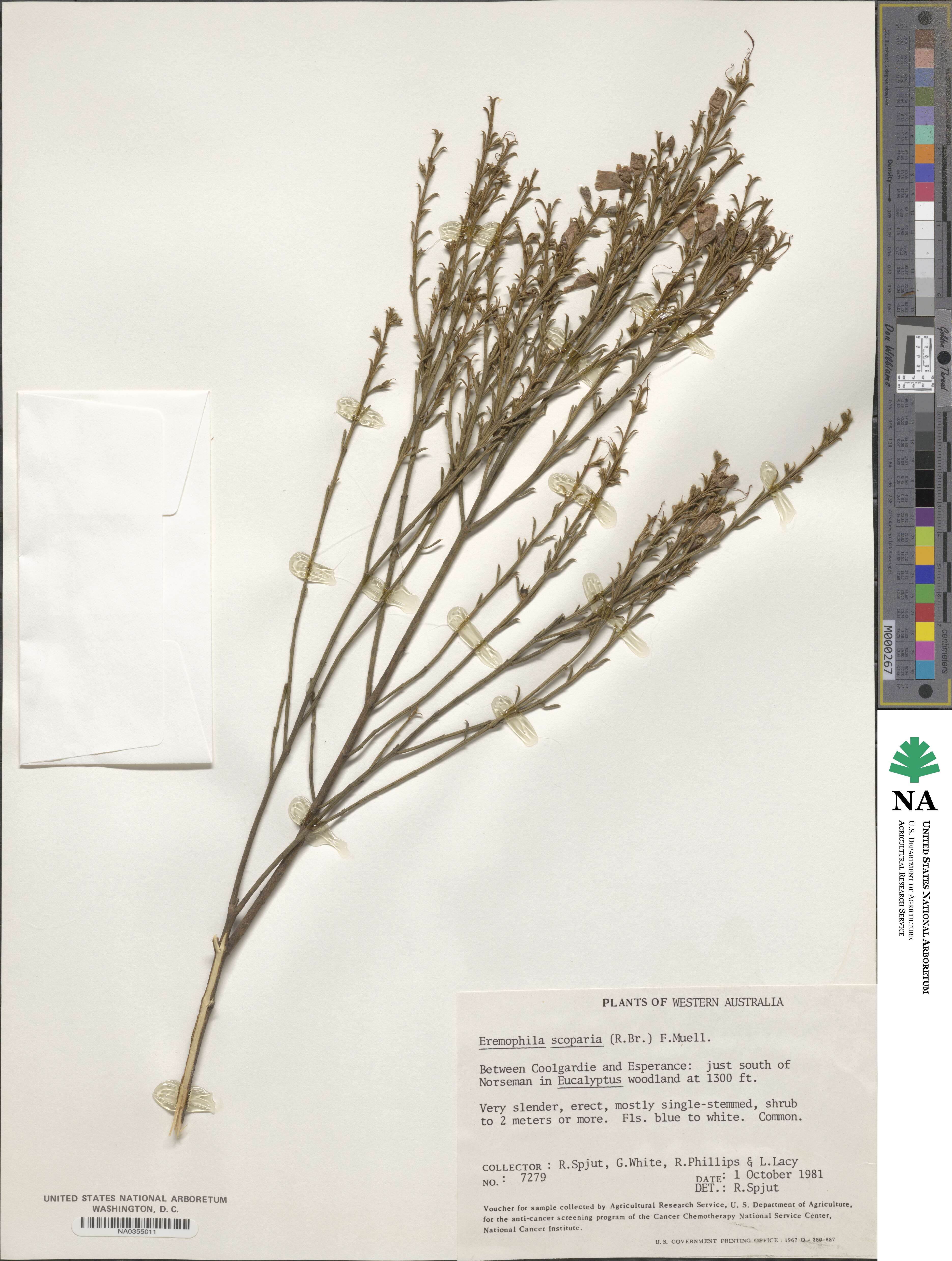 Eremophila scoparia image