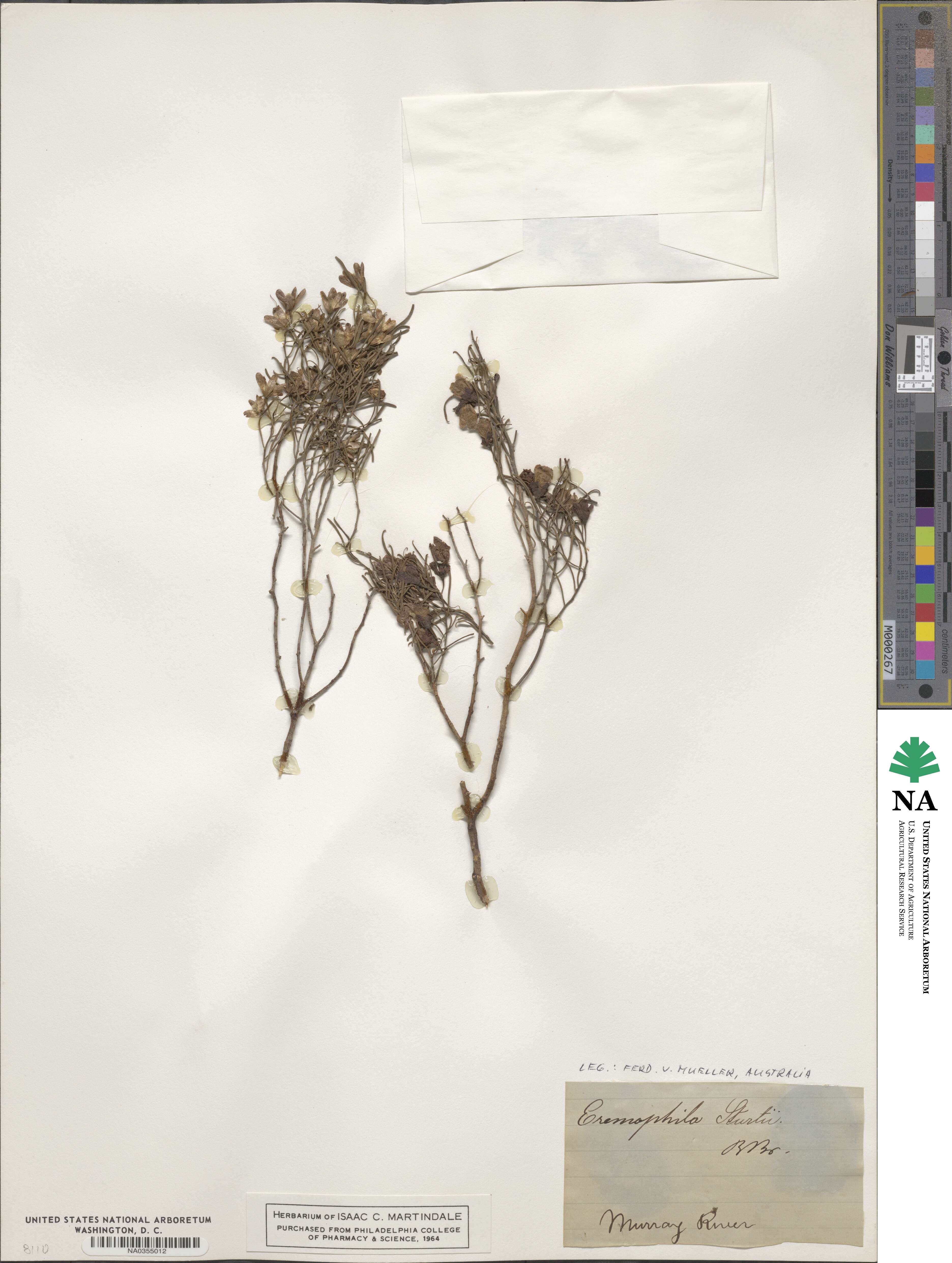 Eremophila image