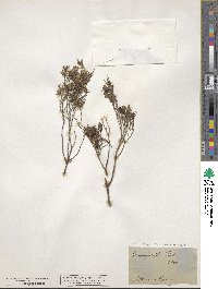 Image of Eremophila sturtii