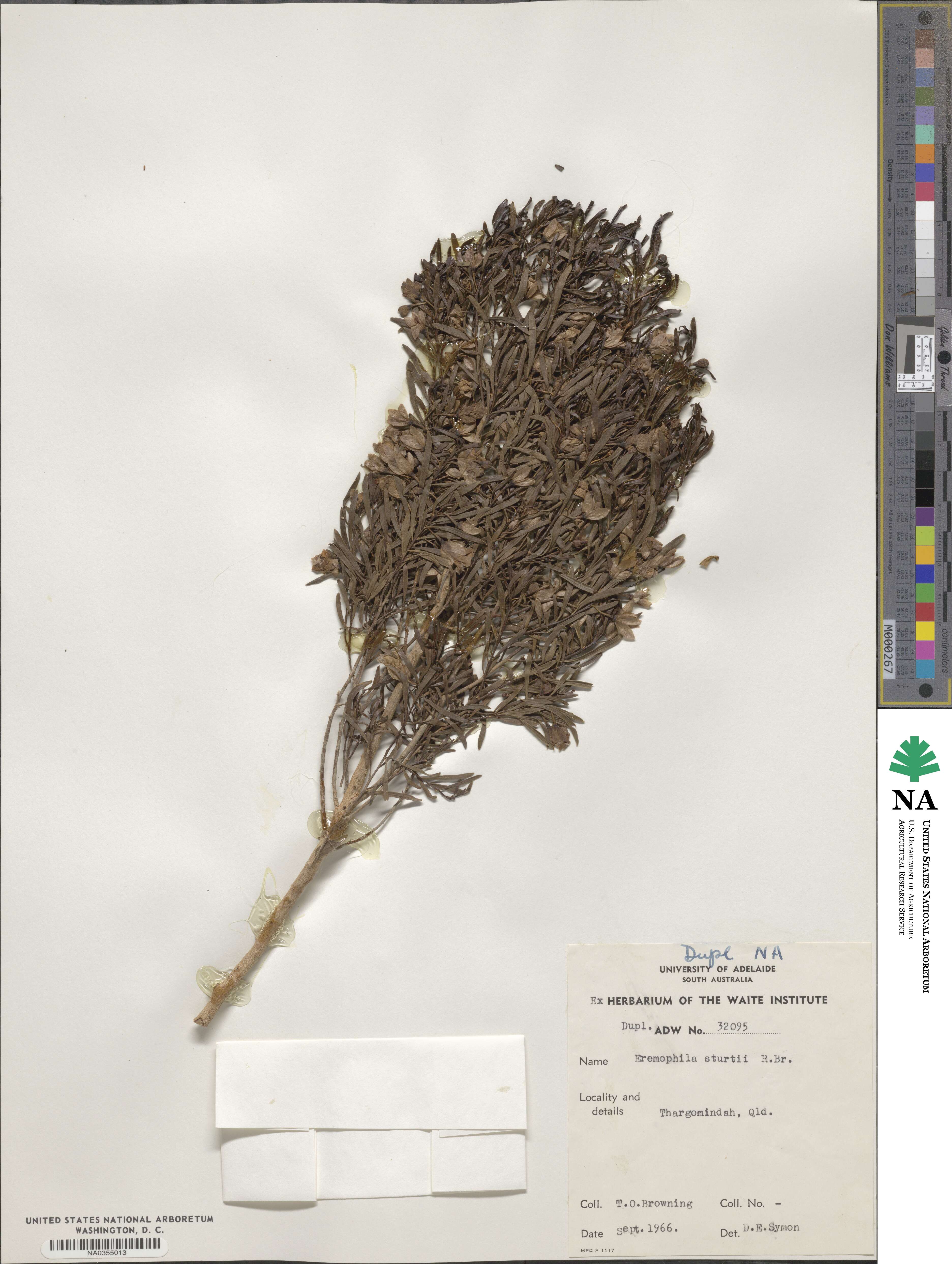 Eremophila sturtii image
