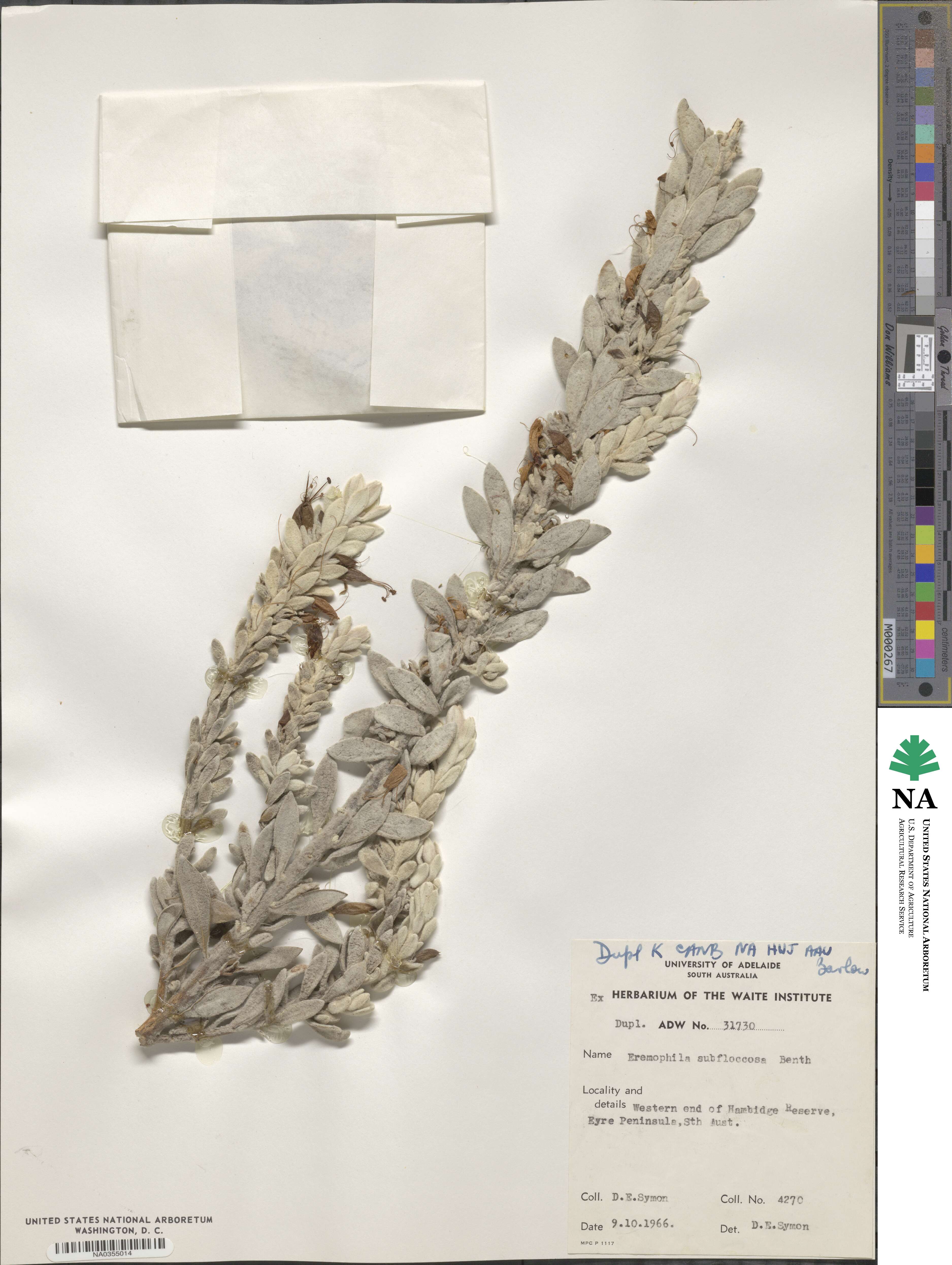 Eremophila subfloccosa image