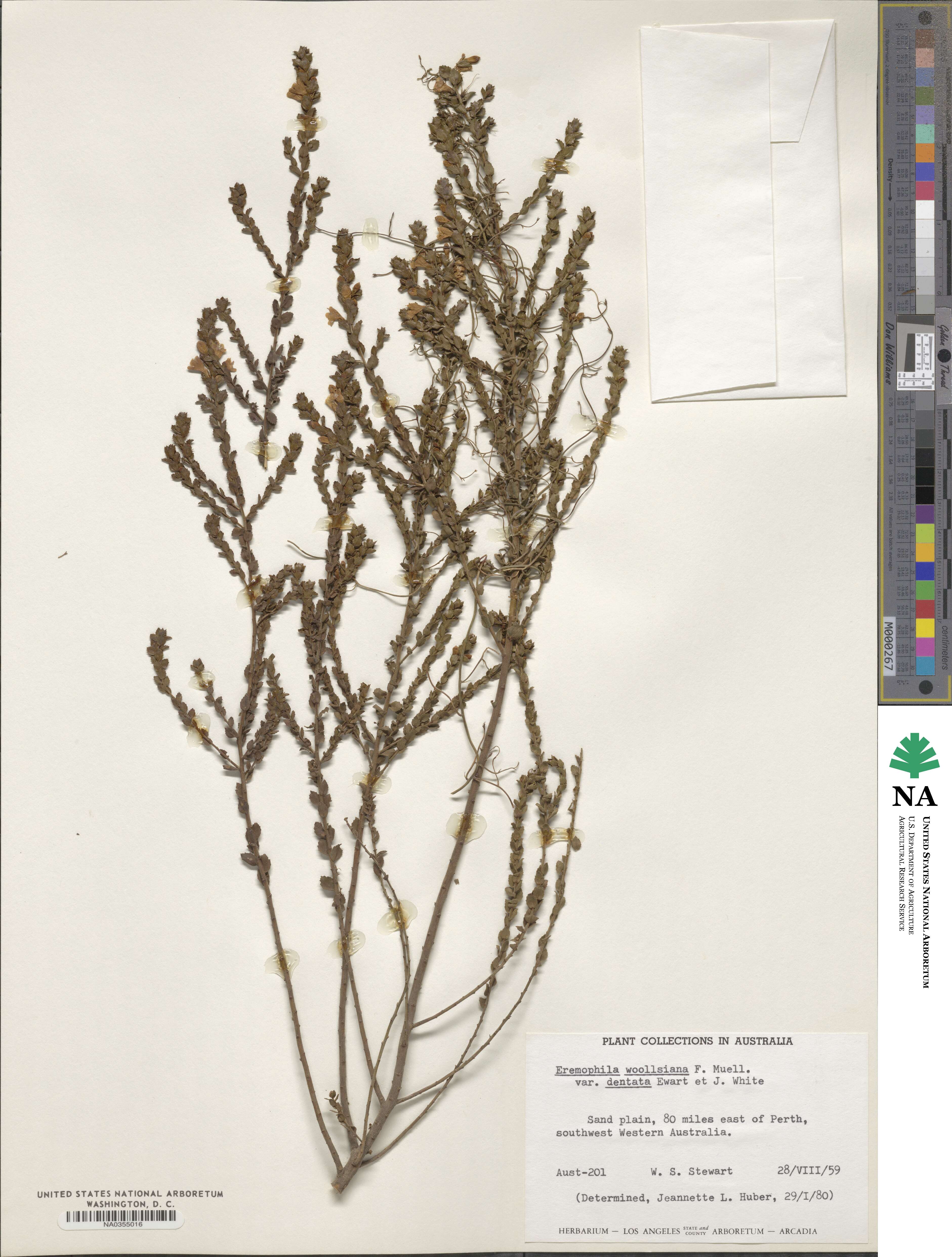Eremophila image