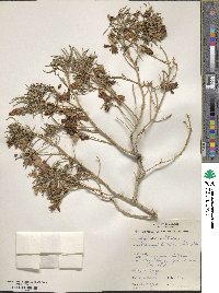 Image of Eremophila alternifolia