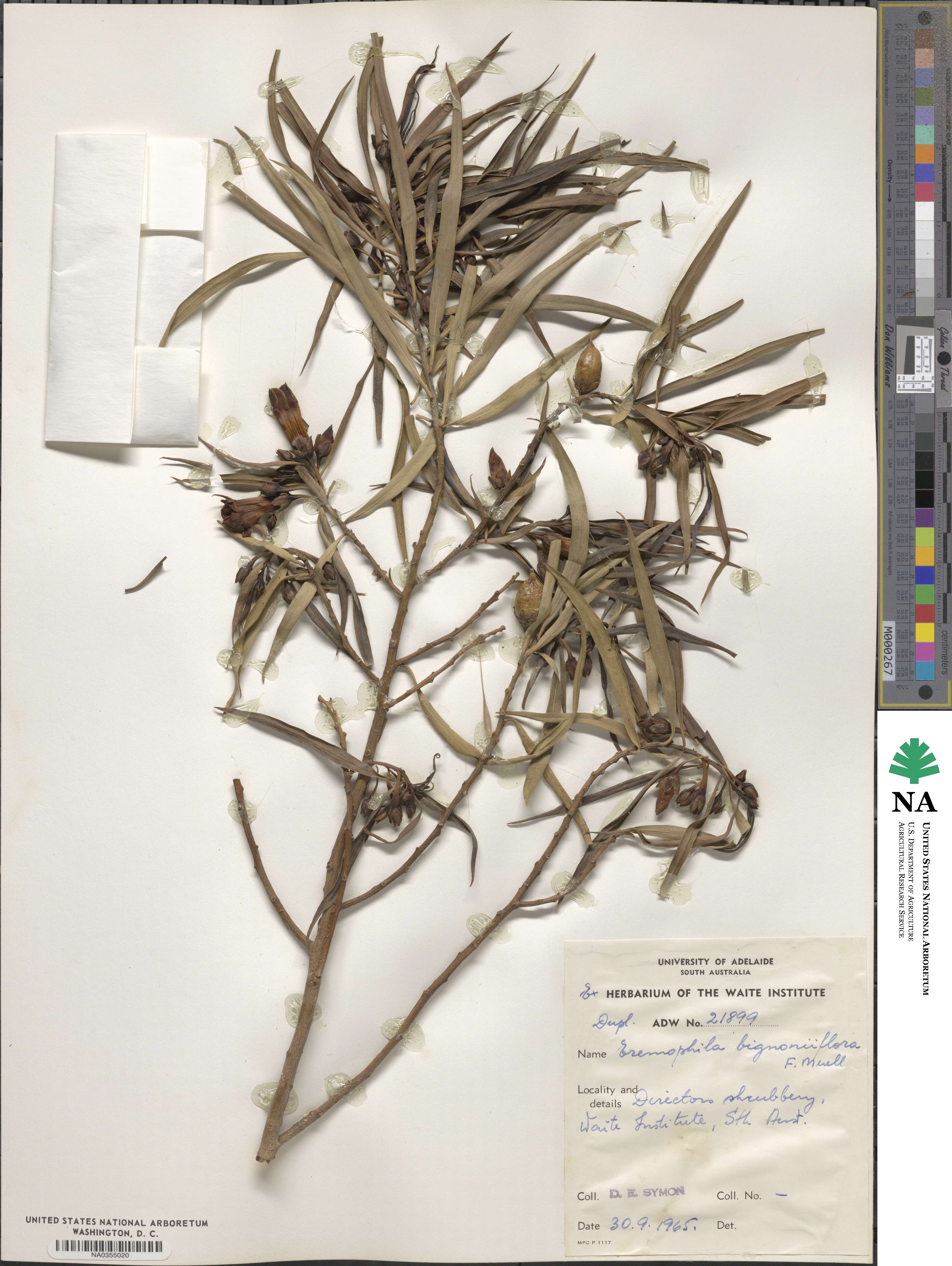 Eremophila bignoniiflora image