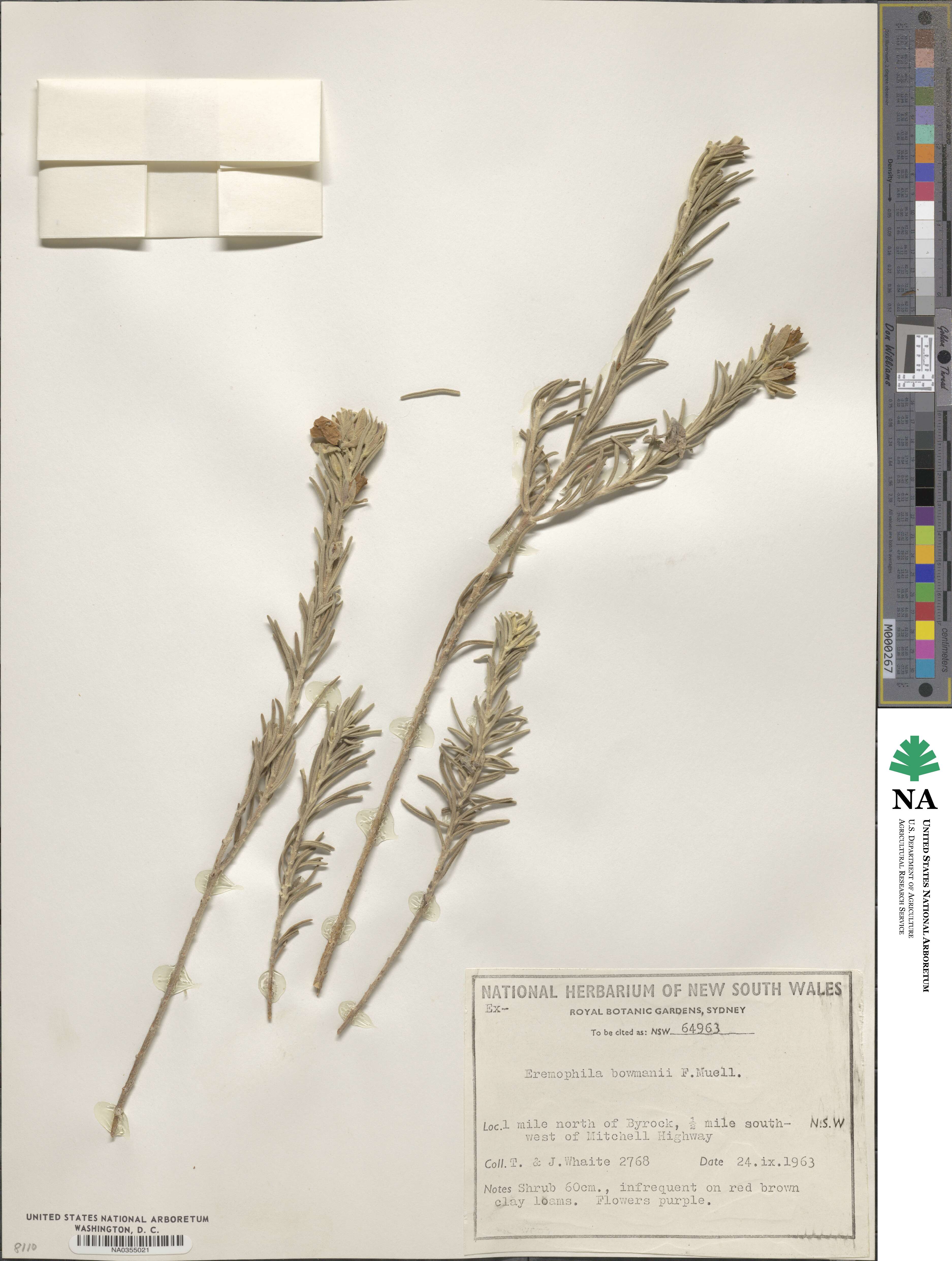 Eremophila bowmanii image