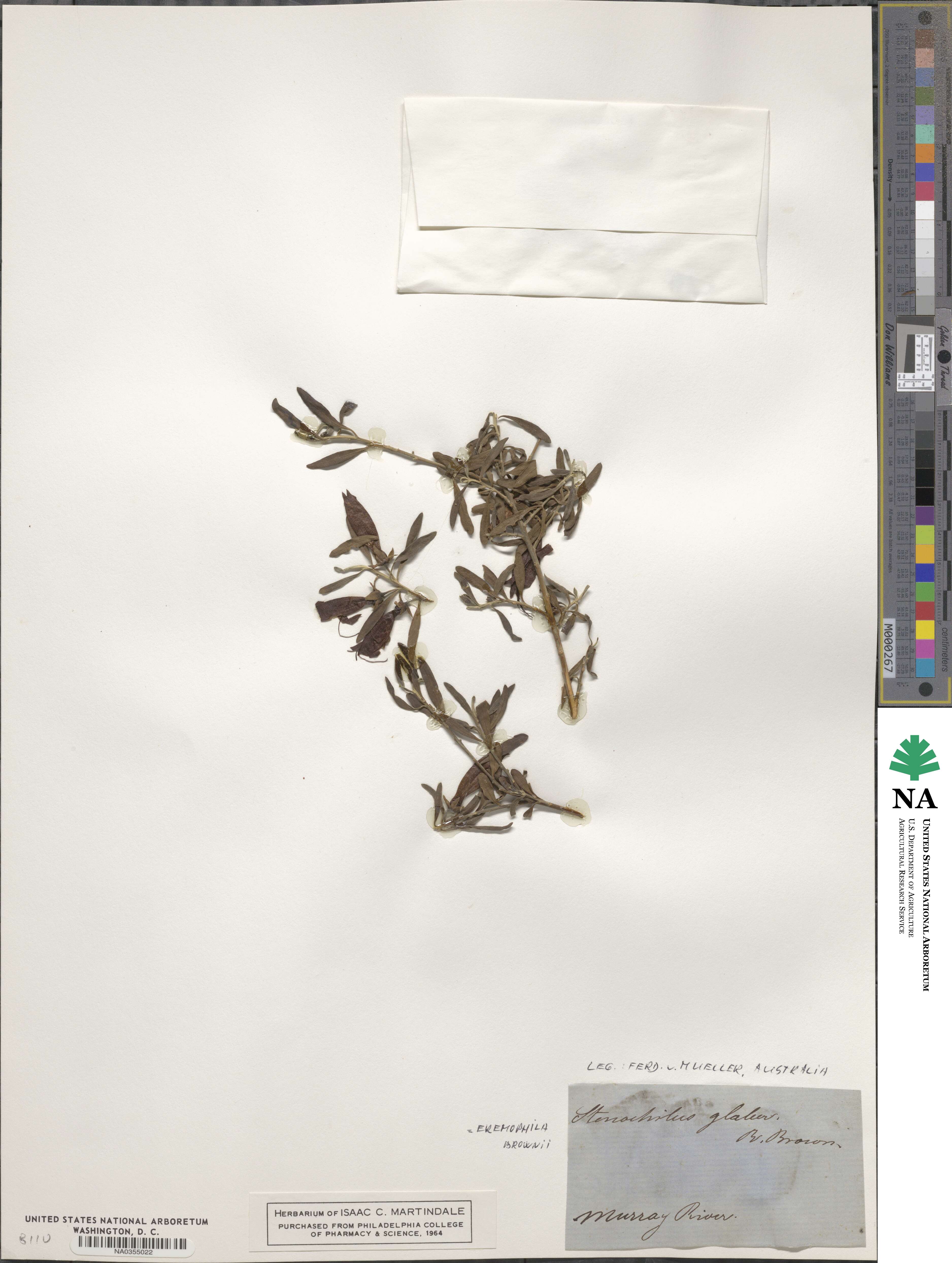 Eremophila glabra subsp. glabra image