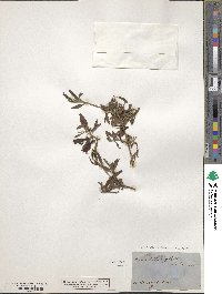 Eremophila glabra image