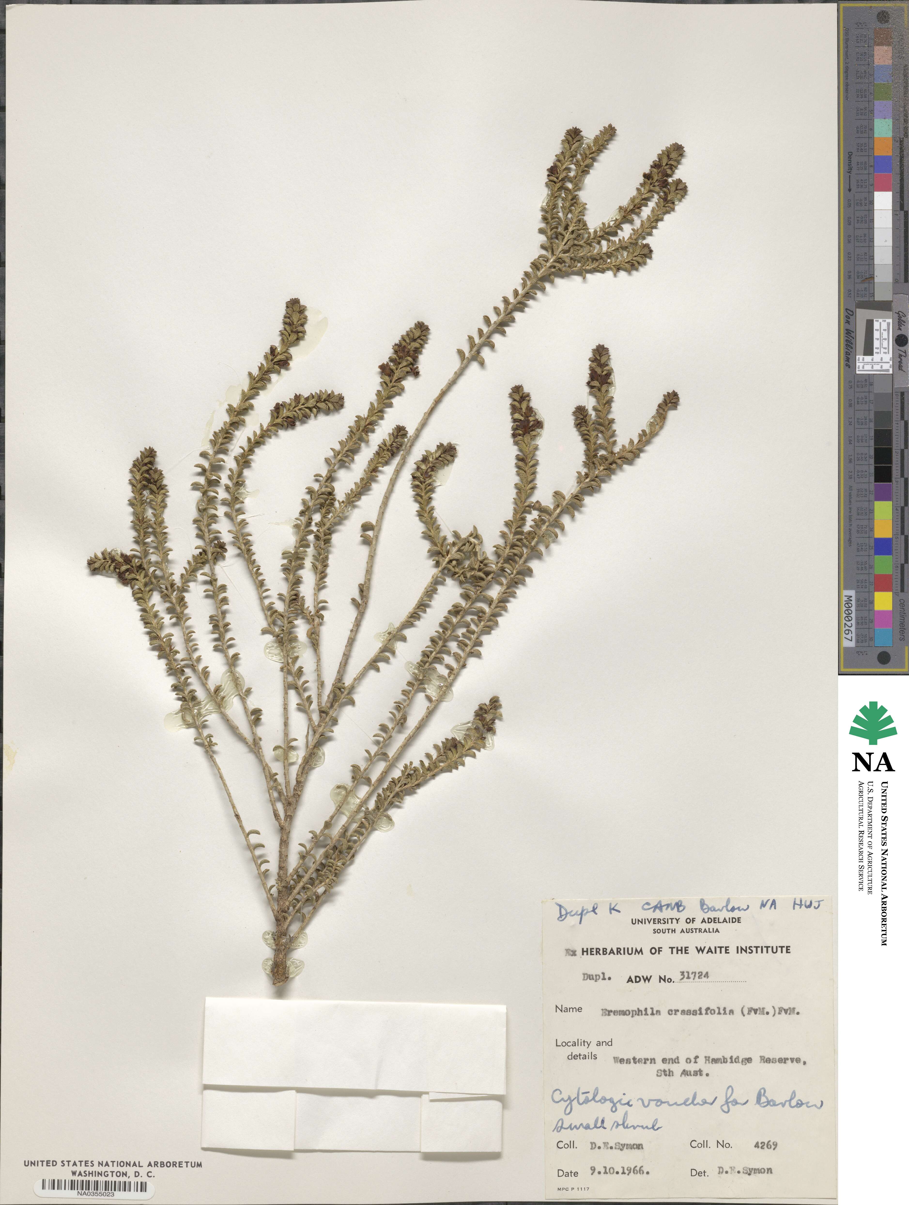 Eremophila crassifolia image