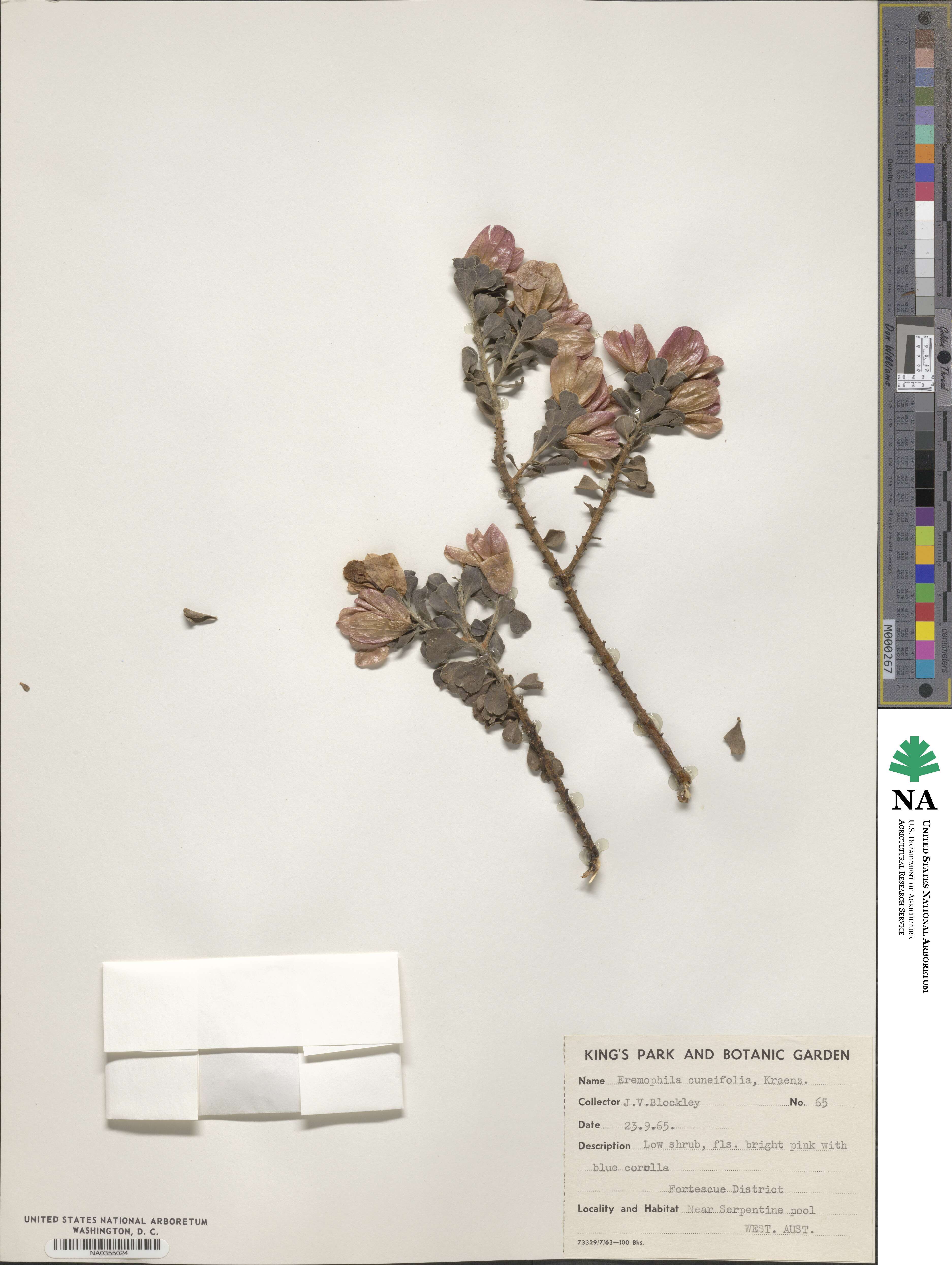 Eremophila cuneifolia image