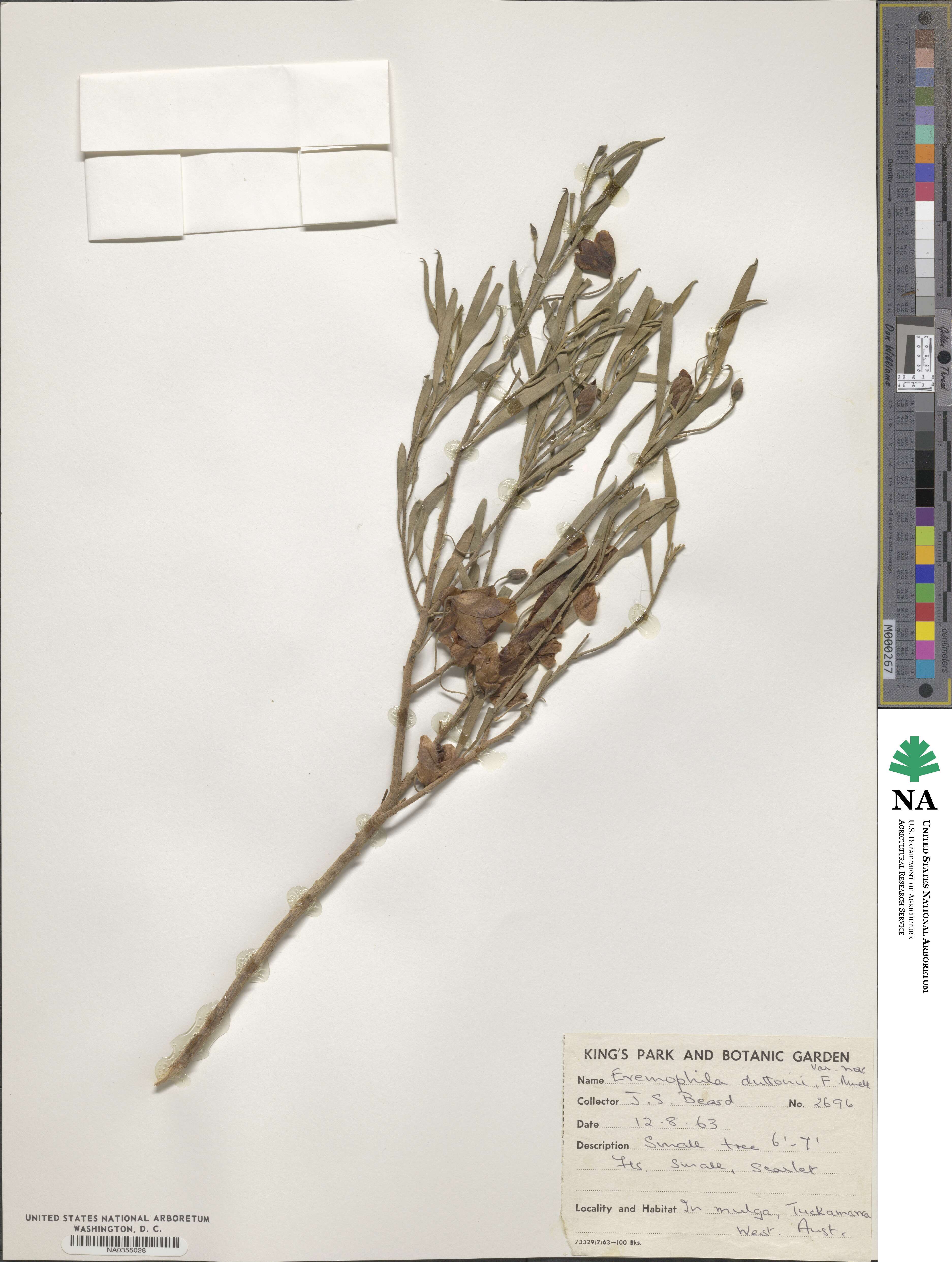 Eremophila duttonii image