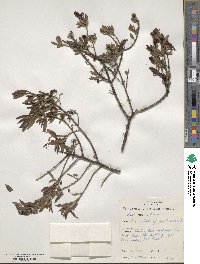 Eremophila glabra image