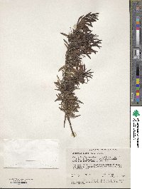Eremophila glabra image