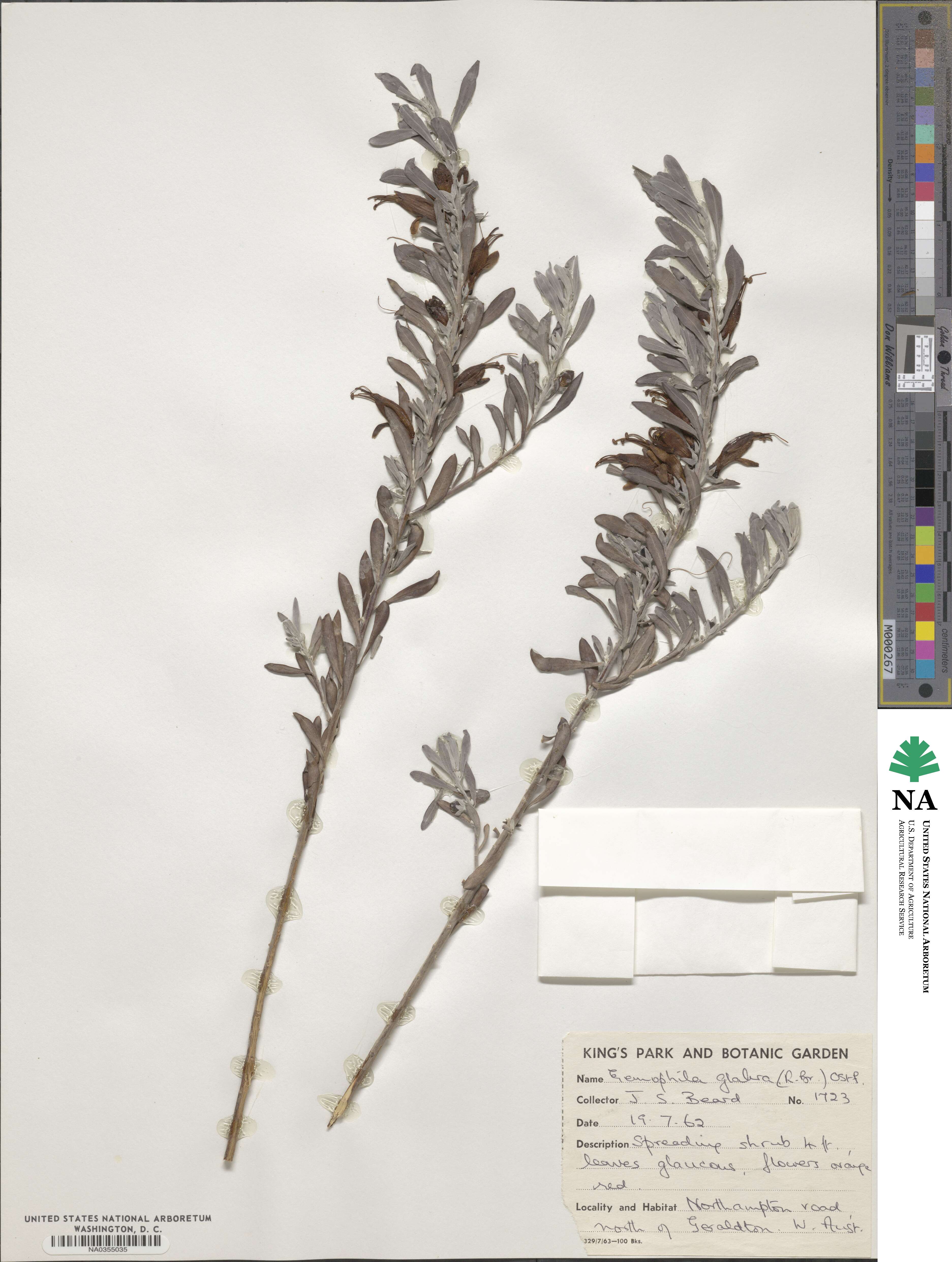 Eremophila glabra image