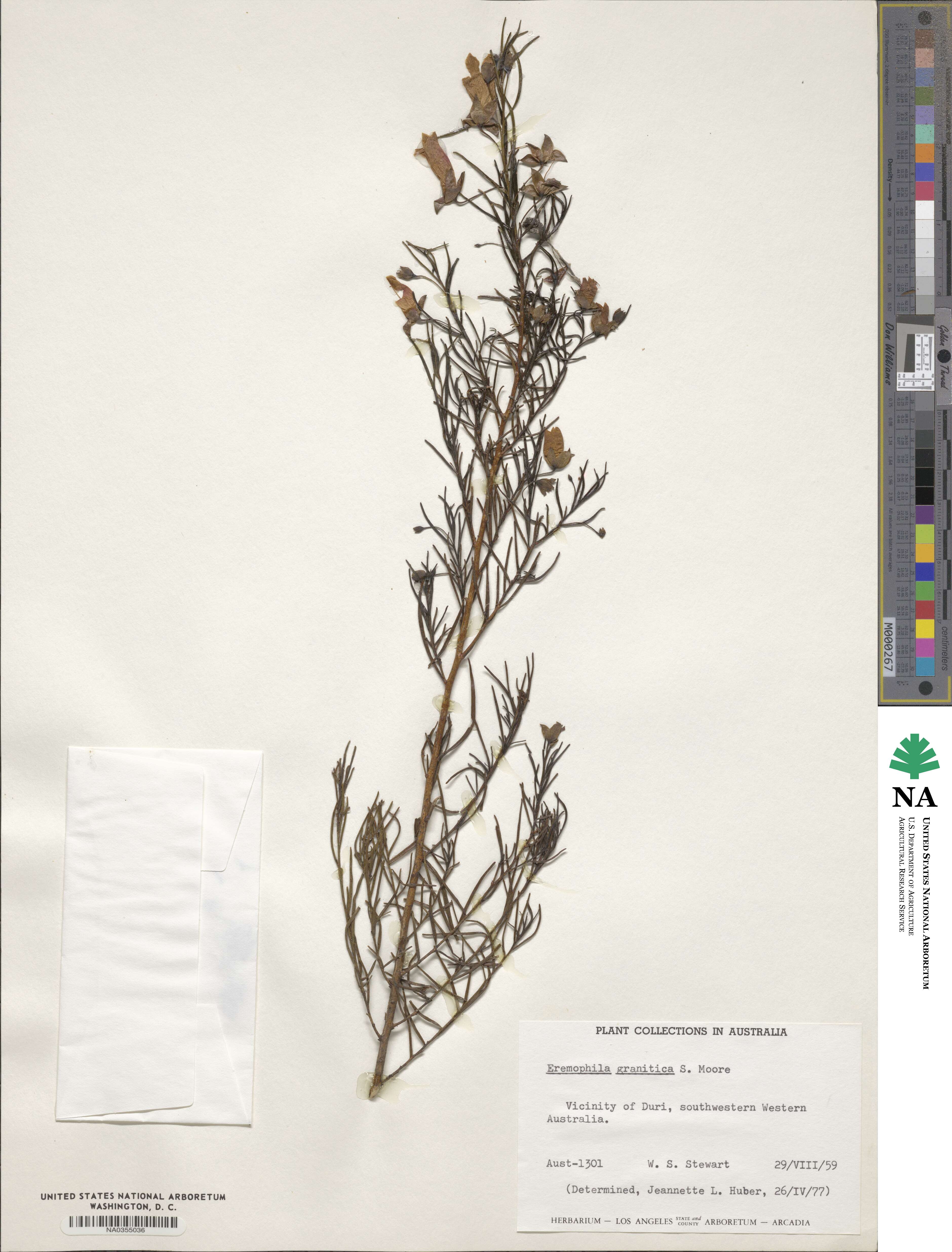 Eremophila granitica image