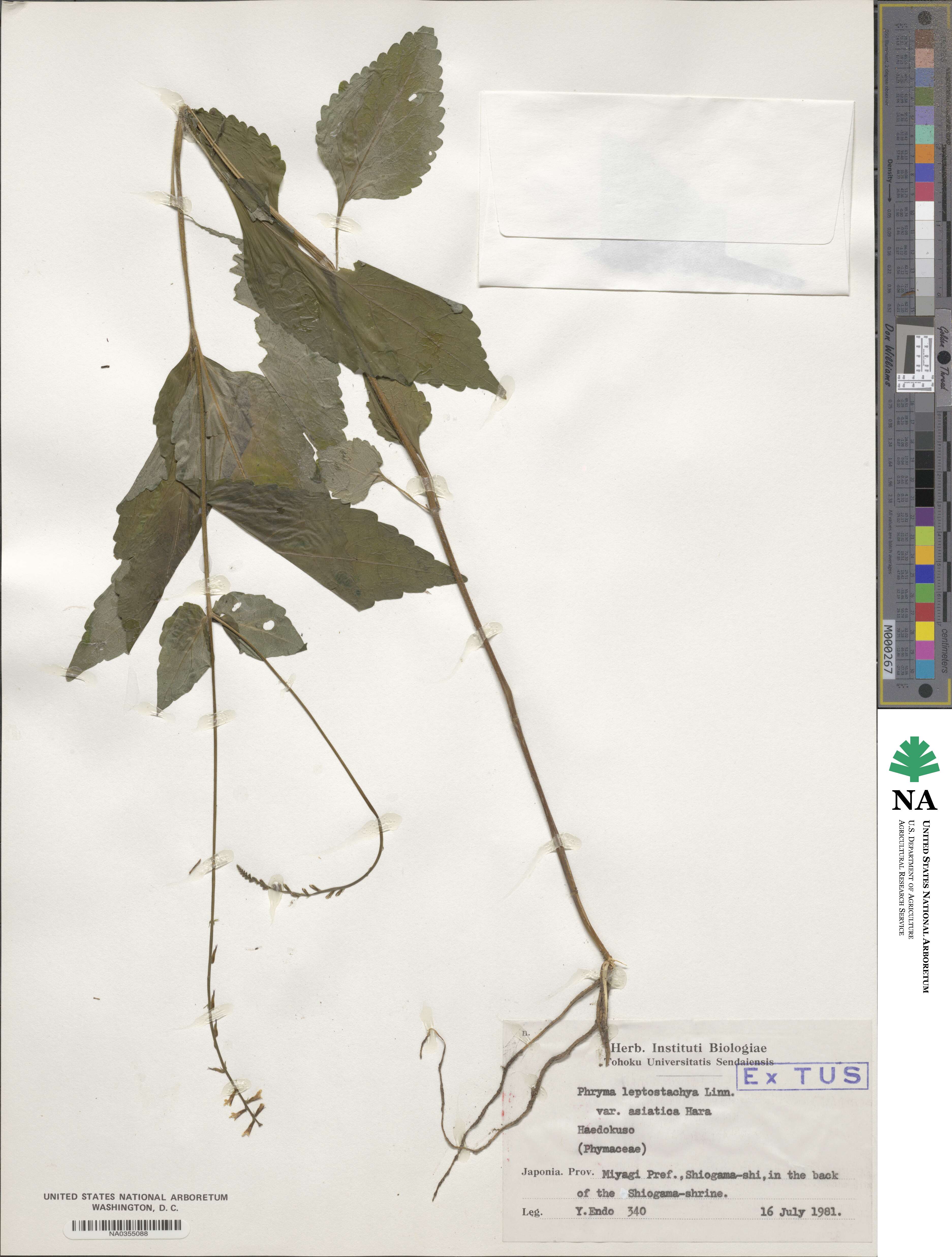 Phryma image